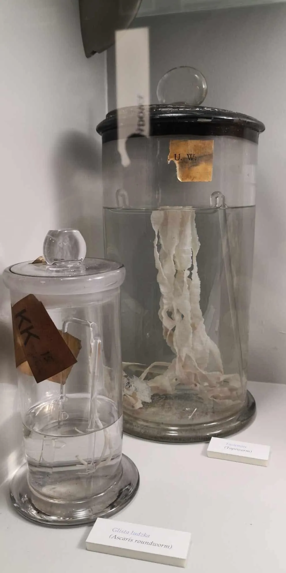 Zwiedzamy Muzeum Historii Medycyny