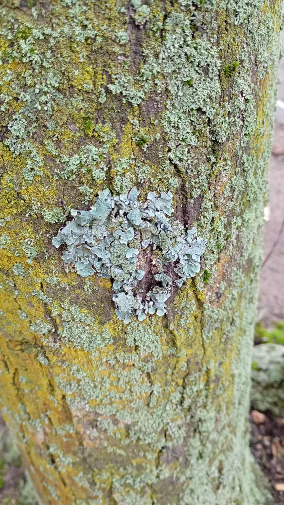 W poszukiwaniu Porostów