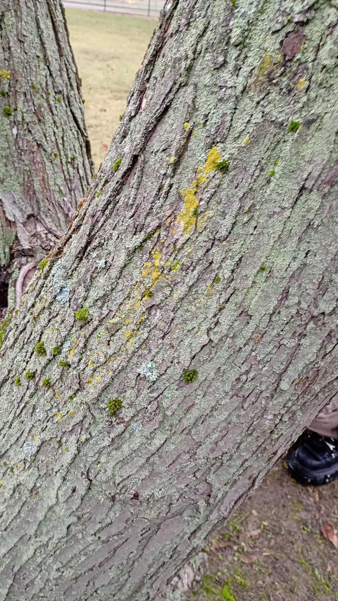 W poszukiwaniu Porostów